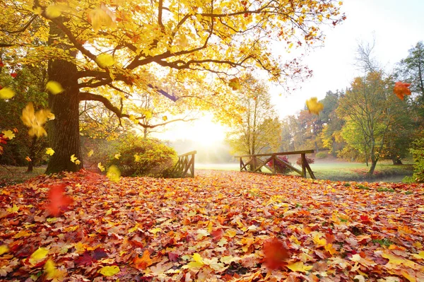 Herfst bos. Prachtige landelijke omgeving. — Stockfoto