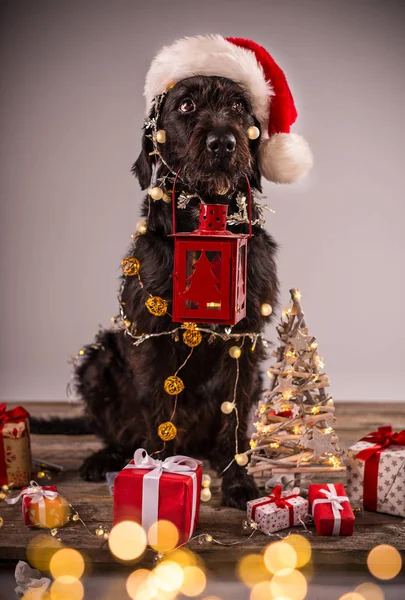 Cão preto com presente de Natal — Fotografia de Stock