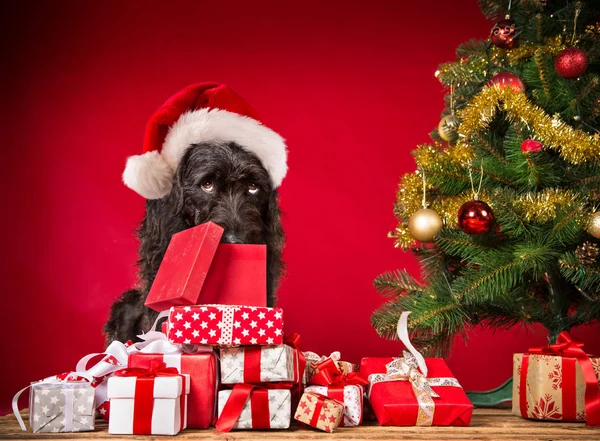 Cão preto em santa cap — Fotografia de Stock