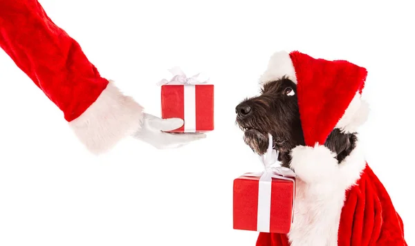 Schwarzer Hund mit Weihnachtsmütze — Stockfoto