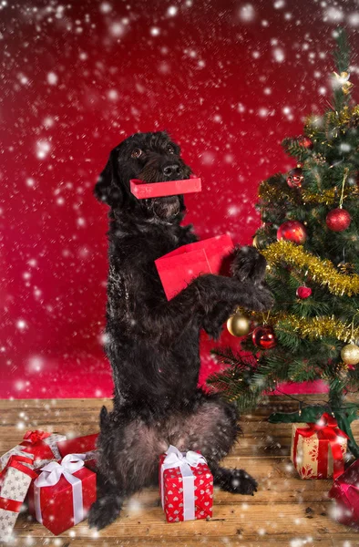 Cão preto com presente de Natal vermelho — Fotografia de Stock