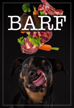 Rottweiler yorgun dil ile. Kusmuk yemek kavramı.