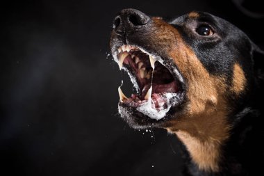 Vahşi Rottweiler siyah arka plan üzerine mad barking.