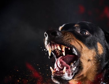 Vahşi Rottweiler siyah arka plan üzerine mad barking.