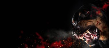 Vahşi Rottweiler siyah arka plan üzerine mad barking.