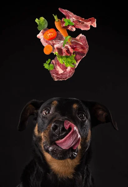 Rottweiler z zmęczony język. Koncepcja barf posiłku. — Zdjęcie stockowe