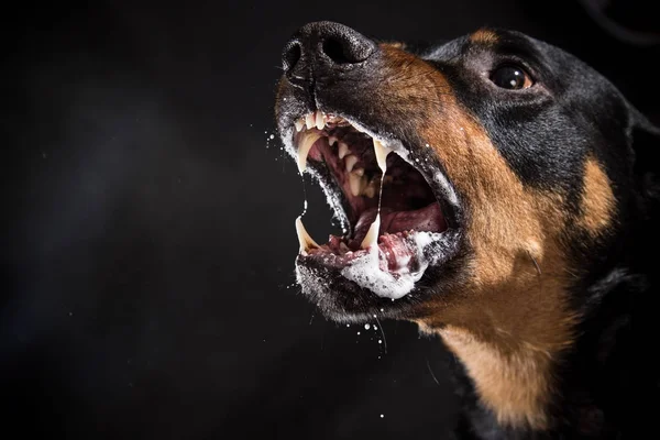 Wilder Rottweiler bellt verrückt auf schwarzem Hintergrund. — Stockfoto