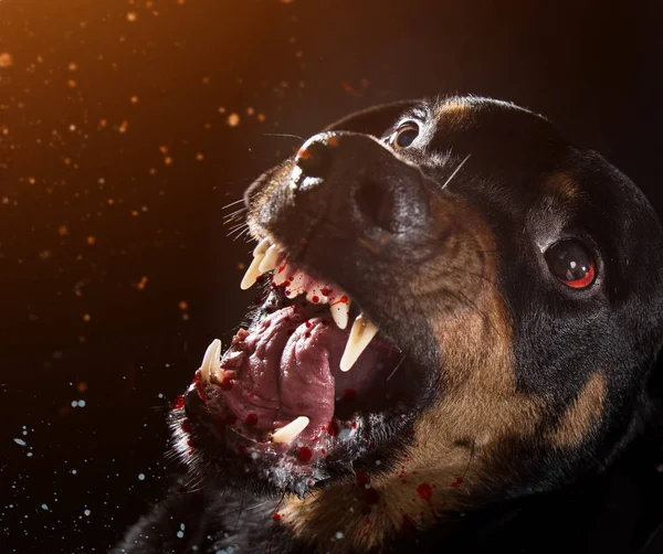 Barking mad, fekete háttér kegyetlen Rottweiler. — Stock Fotó