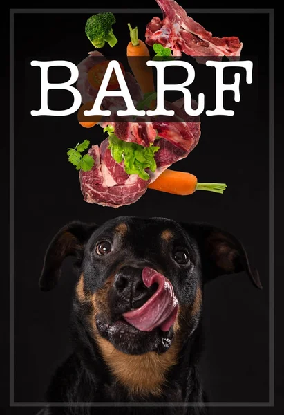 dogmeat barf