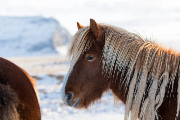Horses in the mountains in Iceland — Stock Photo, Image