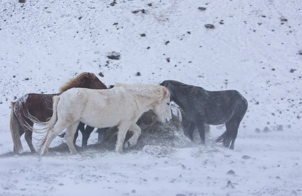 Caballos en las montañas de Islandia — Foto de Stock