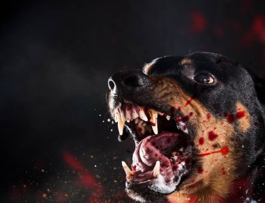 Vahşi Rottweiler siyah arka plan üzerine mad barking.