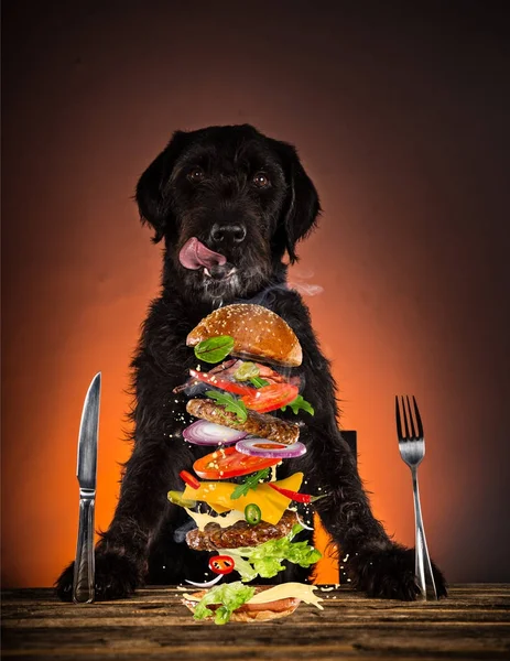 Hungry cão rafeiro preto com garfo e faca pronto para jantar ou almoço . — Fotografia de Stock
