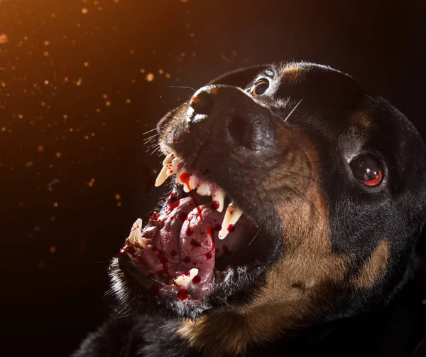 Ferocious Rottweiler latră nebun pe fundal negru . — Fotografie, imagine de stoc