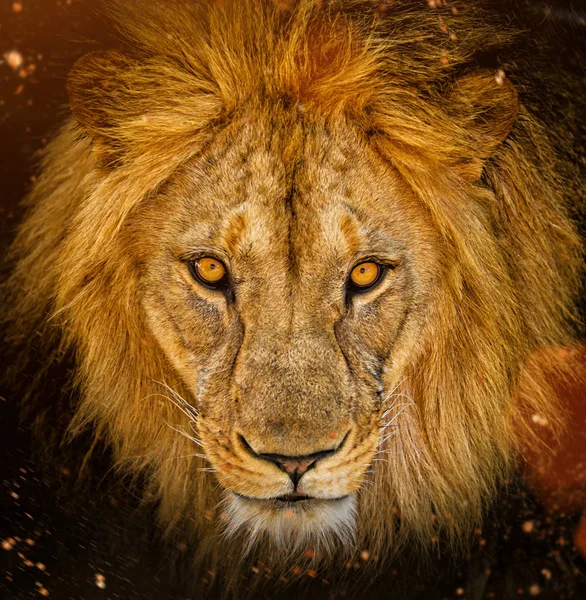 Portrait of a male African lion — Stock Photo, Image