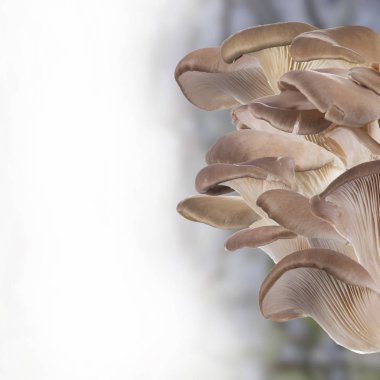 Beyaz arka planda istiridye mantarı