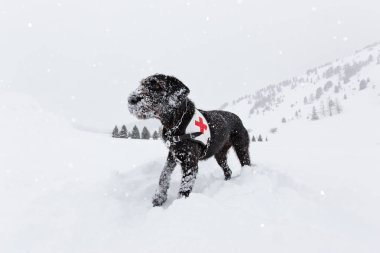 Siyah kurtarma köpeği karda arama.