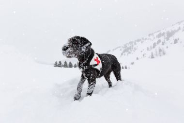 Black rescue dog searching on snow. clipart