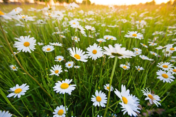 洋甘菊草甸花。美丽的自然场面与绽放的 chamomilles. — 图库照片