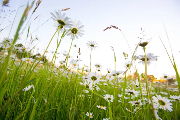 Chamomile meadow flowers. Beautiful nature scene with blooming chamomilles. — Stock Photo, Image