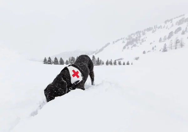 Black rescue dog searching on snow.