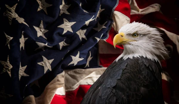 Águia calva americana com bandeira . — Fotografia de Stock