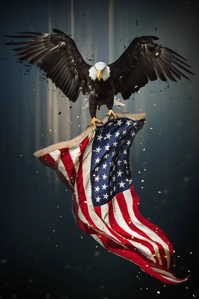 Americký orel bělohlavý, létání s vlajkou. — Stock fotografie