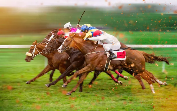 Caballos de carreras con jinetes en el hogar recto —  Fotos de Stock