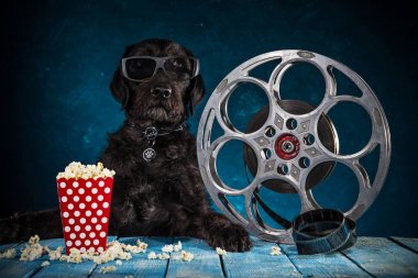Retro film üretim aksesuarları ile siyah komik köpek.