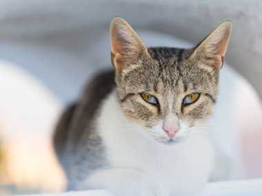 Santorini Island, Yunanistan kedi Close-Up