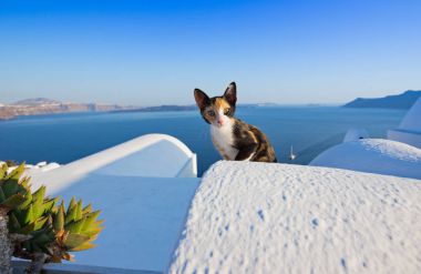 Santorini Island, Yunanistan kedi Close-Up