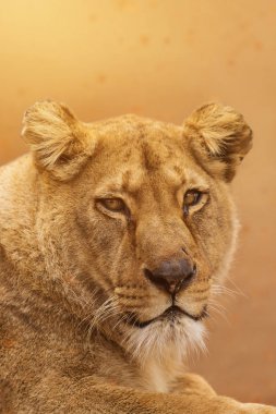 Portrait of a female lion starring. clipart