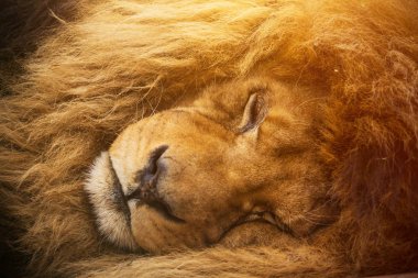 Dinlenme bir erkek aslan portresi.