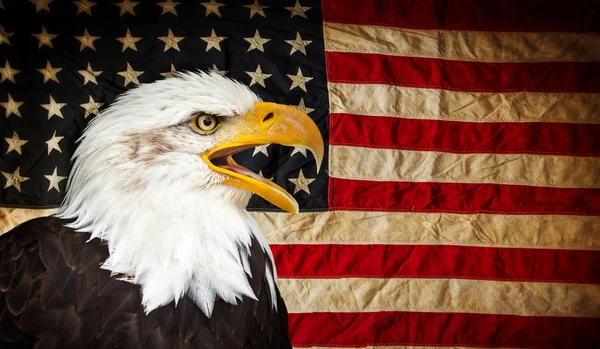 Bald eagle met Amerikaanse vlag. — Stockfoto