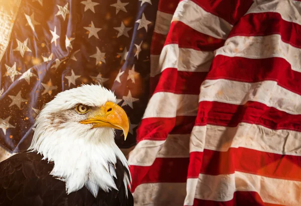 Kopasz sas, Amerikai zászló. — Stock Fotó