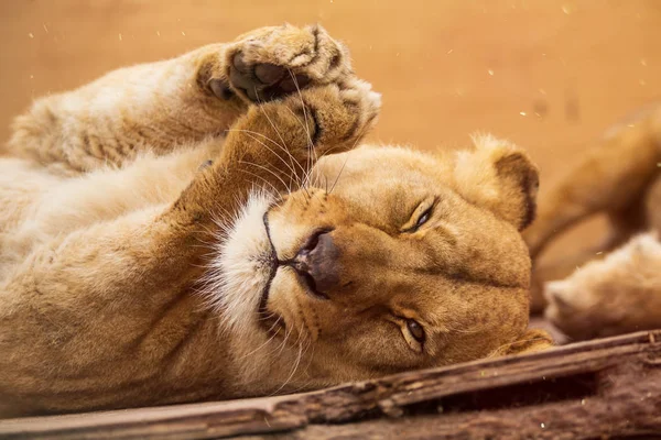 Retrato de um leão fêmea descansando . — Fotografia de Stock