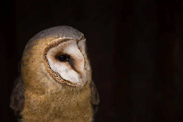 A beautiful barn owl, close-up. — Stock Photo, Image