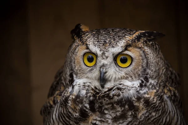 Aquila Gufo è seduto sul tronco d'albero . — Foto Stock