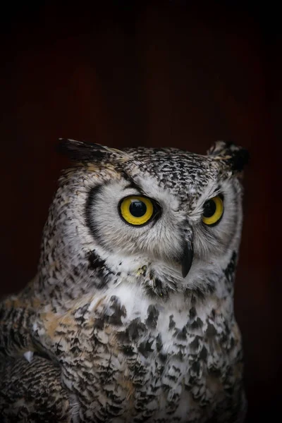 Boreal Eule Porträt auf dunklem Hintergrund. — Stockfoto