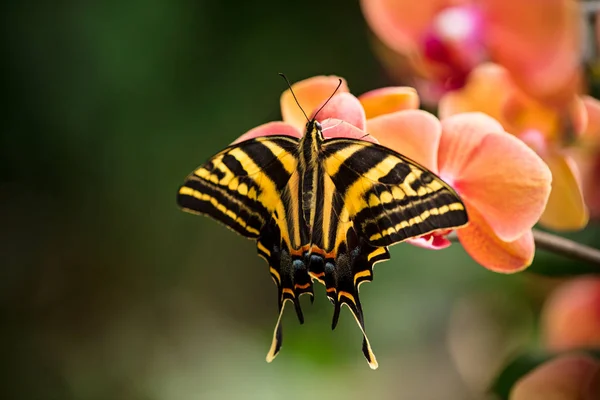 Güzel kelebek Papilio pilumnus tropikal ormanda çiçeğin üzerinde oturuyor.. — Stok fotoğraf