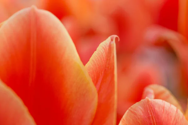 Mooie kleurrijke tulpen, close-up. — Stockfoto