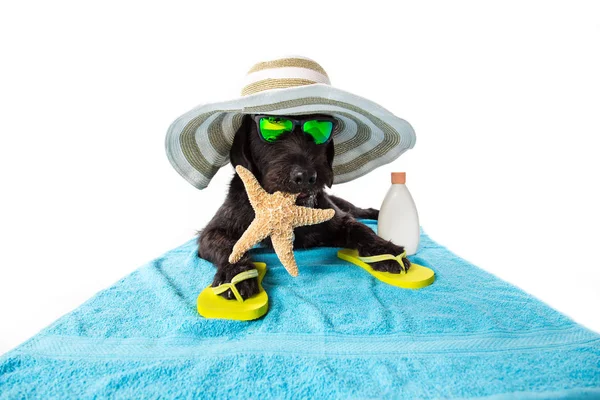 Funny summer black dog with summer accessories. — Stock Photo, Image