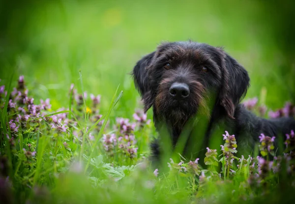 Siyah köpek bahar çayırda poz Amy. — Stok fotoğraf