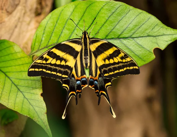 Hermosa mariposa Papilio pilumnus en el bosque tropical sentado en flor. — Foto de Stock