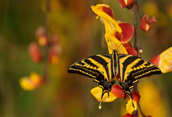 Güzel kelebek Papilio pilumnus tropikal ormanda çiçeğin üzerinde oturuyor.. — Stok fotoğraf