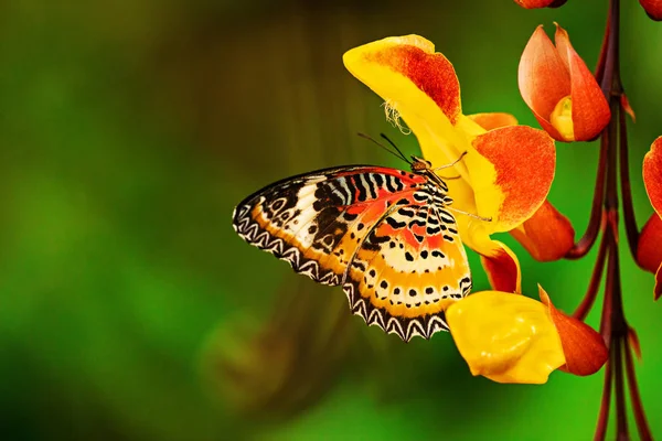 Monarch kelebeği (Danaus plexippus) thunbergia mysorensis. — Stok fotoğraf