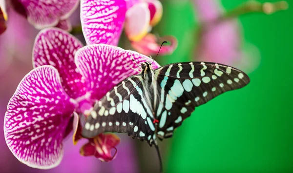 Parthenos sylvia kelebek güzel pembe orkide çiçek üzerinde — Stok fotoğraf