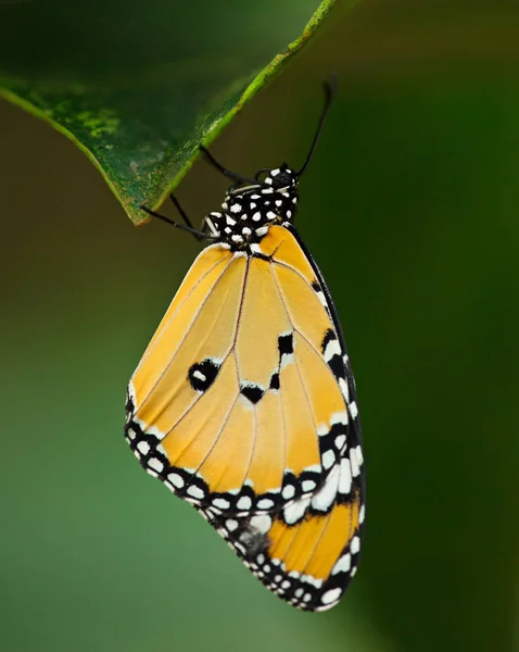 花にとまる美しい平野虎蝶 (ダナオス クリュシッポス). — ストック写真
