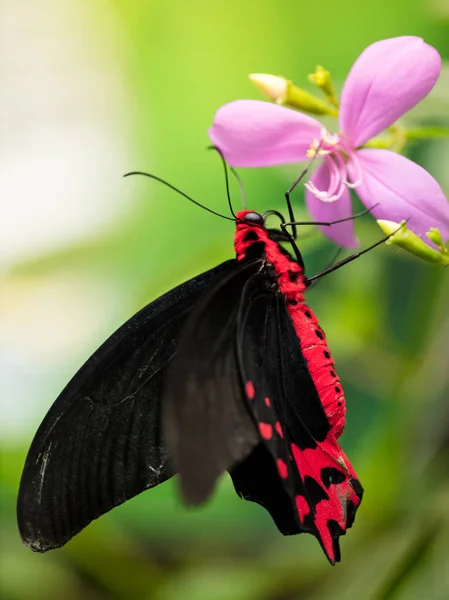 Hermosa mariposa Antrophaneura semperi en el bosque tropical sentado en flor . — Foto de Stock