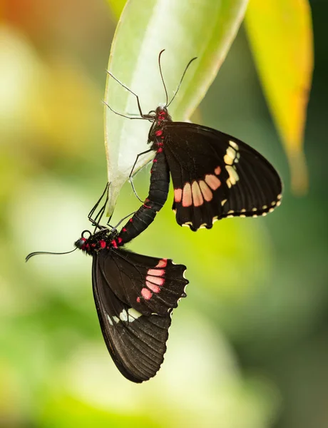 Mariposa Heliconius Hacale zuleikas apareamiento en hábitat natural . — Foto de Stock